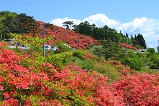青空の下、ガードレール沿いに何台か車が停まっており、山の斜面一面に咲き誇る鮮やかな赤やピンクのツツジが広がっている風景の写真
