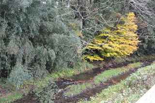 黄色く色づいた木と緑の木々が並ぶ渓流のほとりで、川が流れ自然豊かな写真
