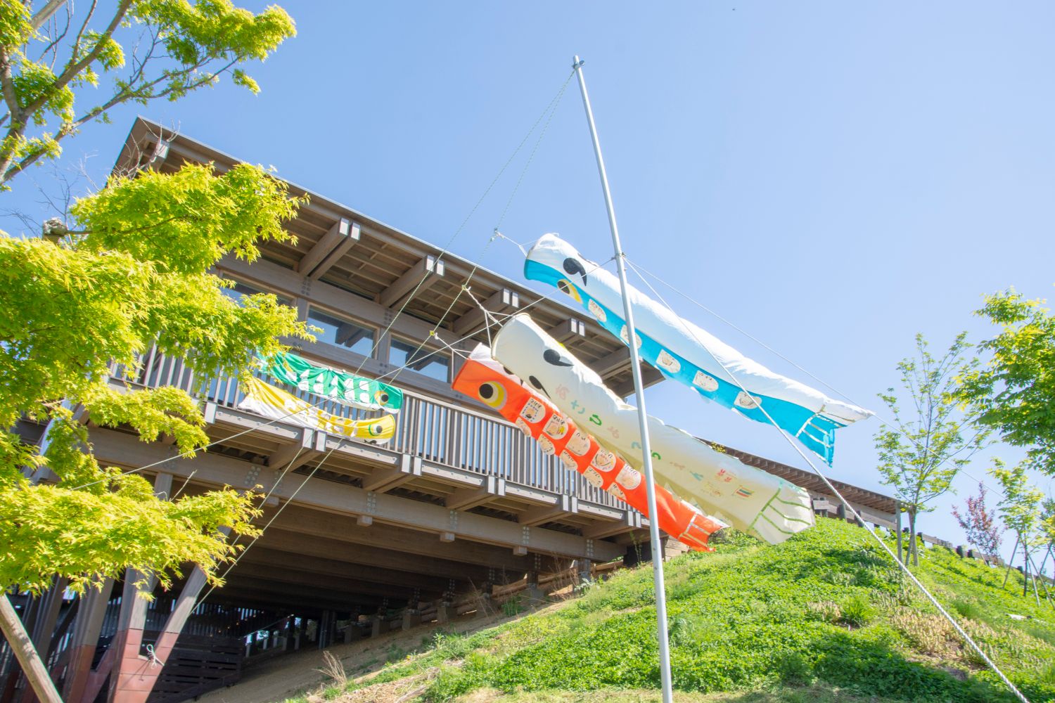 青い空の下、園舎を背景にして大きな鯉のぼりが風に吹かれて気持ちよさそうに泳いでいる写真