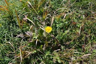 緑や茶色の葉が混ざった草地の中央に、黄色いタンポポの花が一輪咲いている様子が写っている写真
