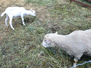 2頭の羊がえさを食べている写真