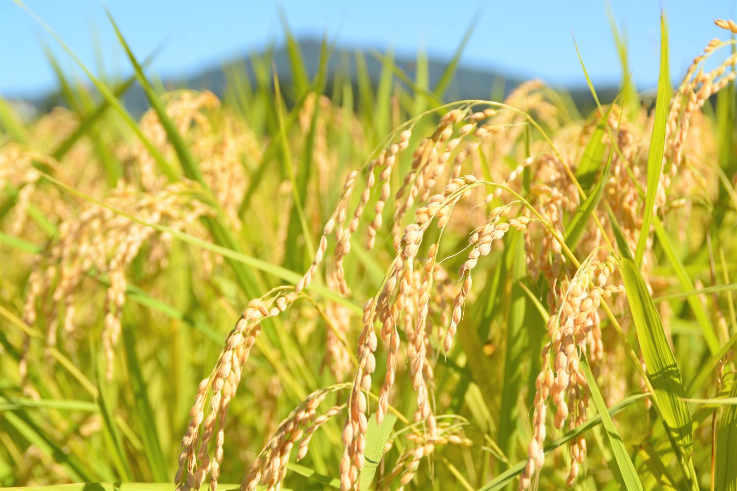 青空の下で黄金色に実った稲穂がたくさん垂れている田んぼを近くから撮影した、収穫前の稲の写真
