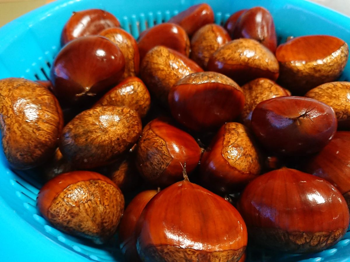 ツヤのある茶色の栗が青いプラスチック製のざるにたくさん入れられている写真