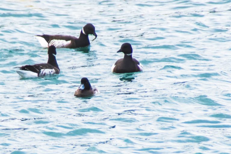 海面に黒っぽい体に白い首輪模様が特徴のコクガンの群れが浮かび、ゆっくりと泳いでいる様子の写真