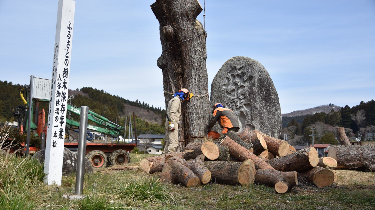 周囲には家屋と木々が広がる田舎の風景が広がり、「ふるさとの樹木保存事業 入谷御休場の一本松」と書かれた白い縦看板と説明板の傍で、防護具を着用した二人の作業員が大きな松の木を伐採しており、木の根元にはすでに切られた丸太がいくつも積まれている写真