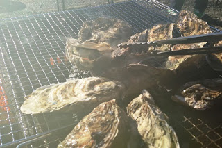 炭火の上で殻付きの牡蠣が焼かれている様子を写した写真