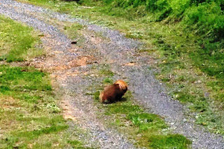 草に囲まれたのどかな自然の中で、砂利道の上に2匹の小さな茶色い動物が折り重なっている写真