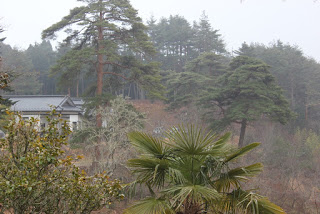 霧雨の中、様々な種類の木々の先に瓦屋根の建物と森がみえる写真