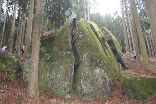 杉林の中に苔が生え、中央に亀裂が入った大きな石がある写真