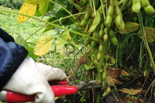 白い手袋をはめた手が、赤い剪定ばさみで枝についている枝豆のさやを切っている様子をアップで撮影した写真