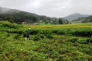 霧がかかる山あいの田園風景で、数人の農作業者が畑の中で枝葉を刈り取りながら収穫作業を行っている様子の写真