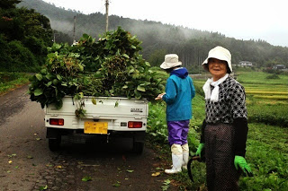 枝についた大量の茶豆を積んだ軽トラックの荷台を見ている女性と、右手に鎌を持ち笑顔でカメラを見ている女性の写真