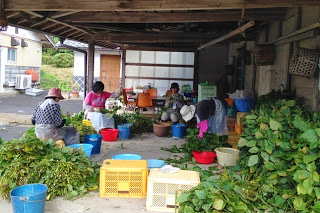 屋根のある作業場で複数の人が座り、収穫した枝豆の選別や処理を行っている様子の写真