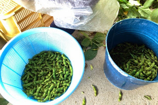 青いザルとバケツに、選別された枝豆が入って置かれている様子をアップで撮影した写真