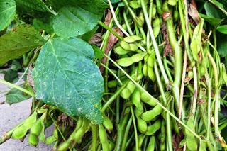 枝にたくさんの枝豆のさやが付いている状態をアップで撮影した写真