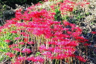 斜面に赤く鮮やかな彼岸花が密集して咲いており、細い茎の上に放射状の花が広がっている秋の風景の写真