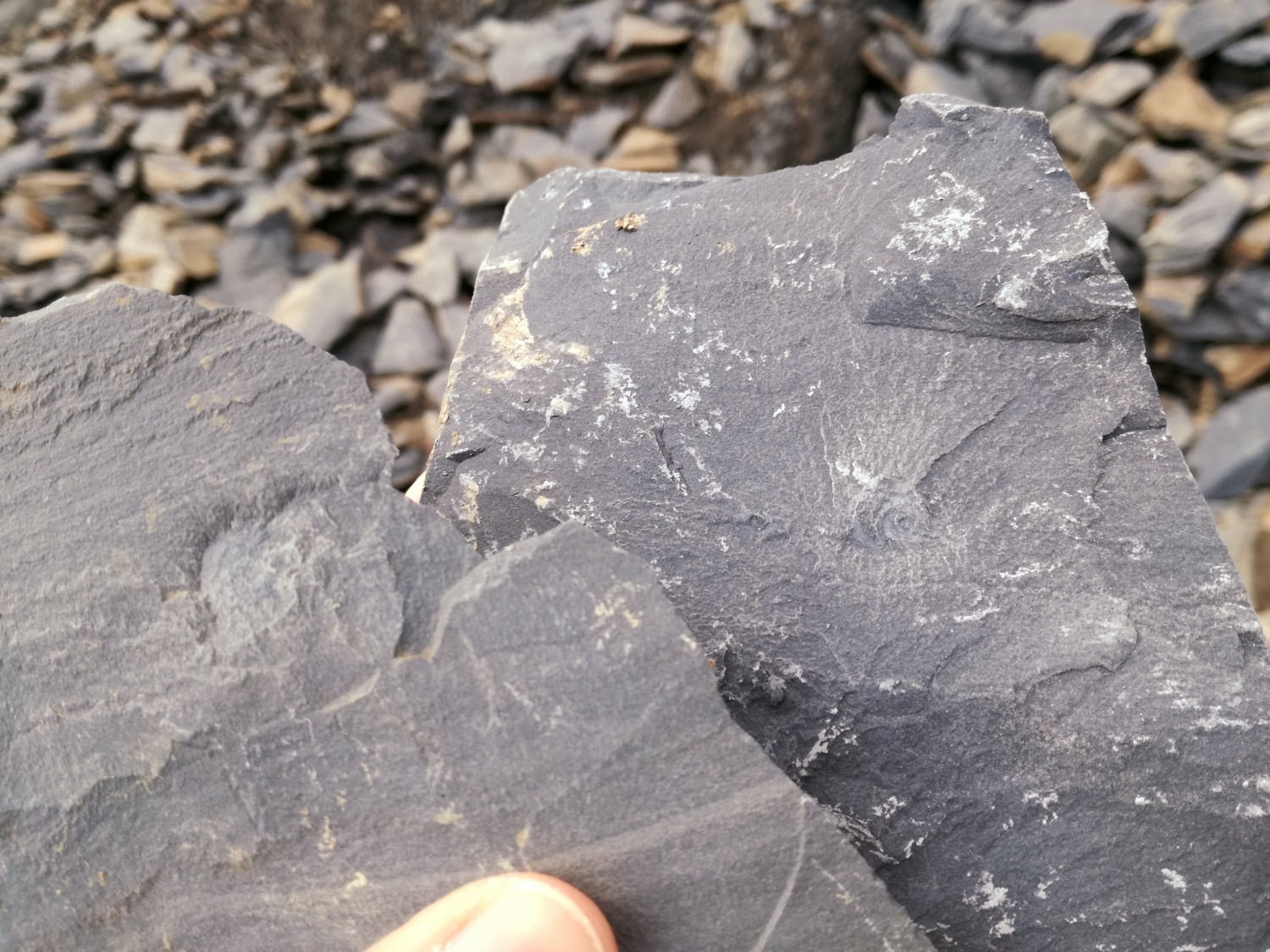 それぞれの表面に丸い渦巻き模様のような化石が浮かび上がった二枚の石板を持っている手元をアップで撮影した写真