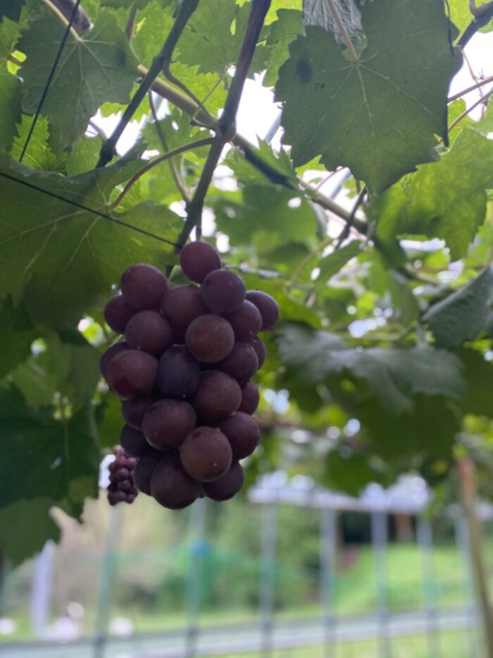 紫色のぶどうの房が、ぶどう棚に、たわわに実った赤紫のぶどうが葉の間から顔をのぞかせている写真