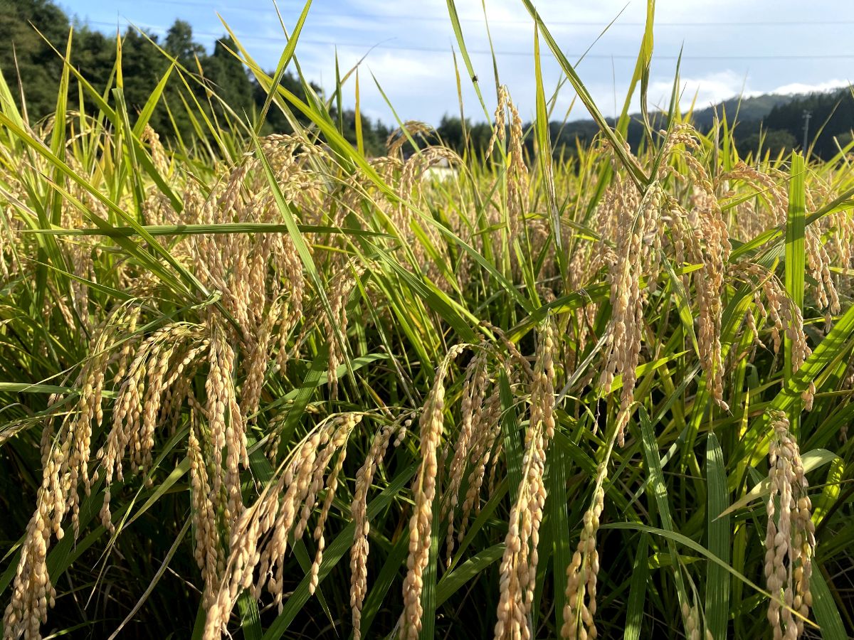 青空の下で太陽の光を浴びながら、頭を垂れた稲穂をアップで写した写真