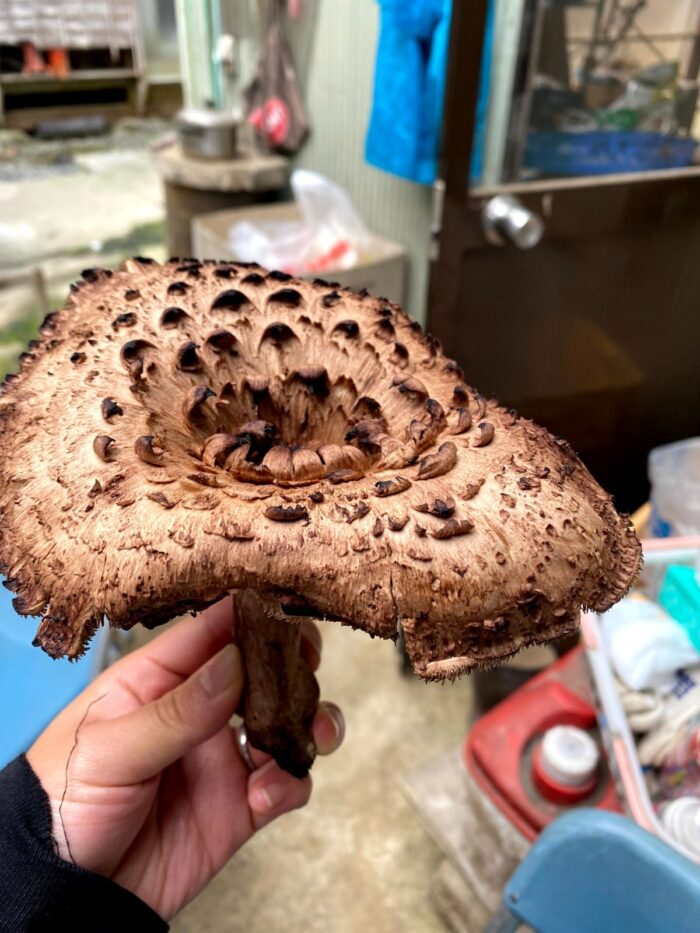 人の手に持たれた大きな茶色のきのこが中央に写され、傘には黒っぽい模様が花びらのようなコウタケの写真