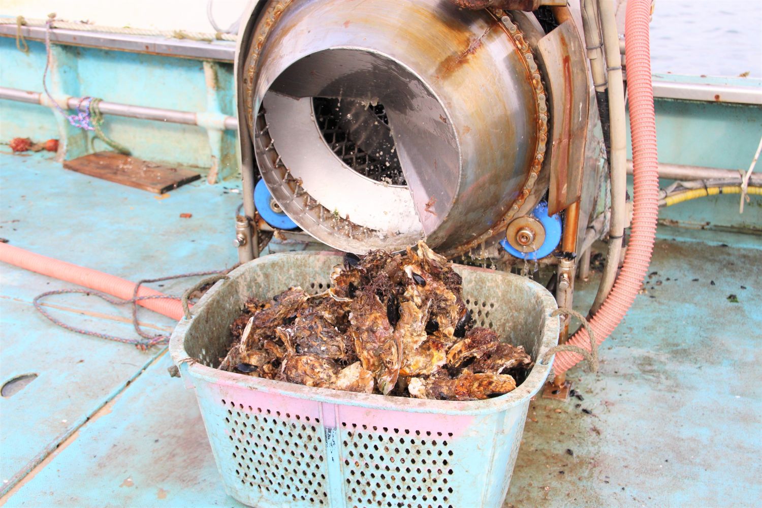 船の甲板上に設置された牡蠣洗浄機の前に、洗浄を終えた牡蠣がたくさん入った水切りかごが置かれている様子を写した写真
