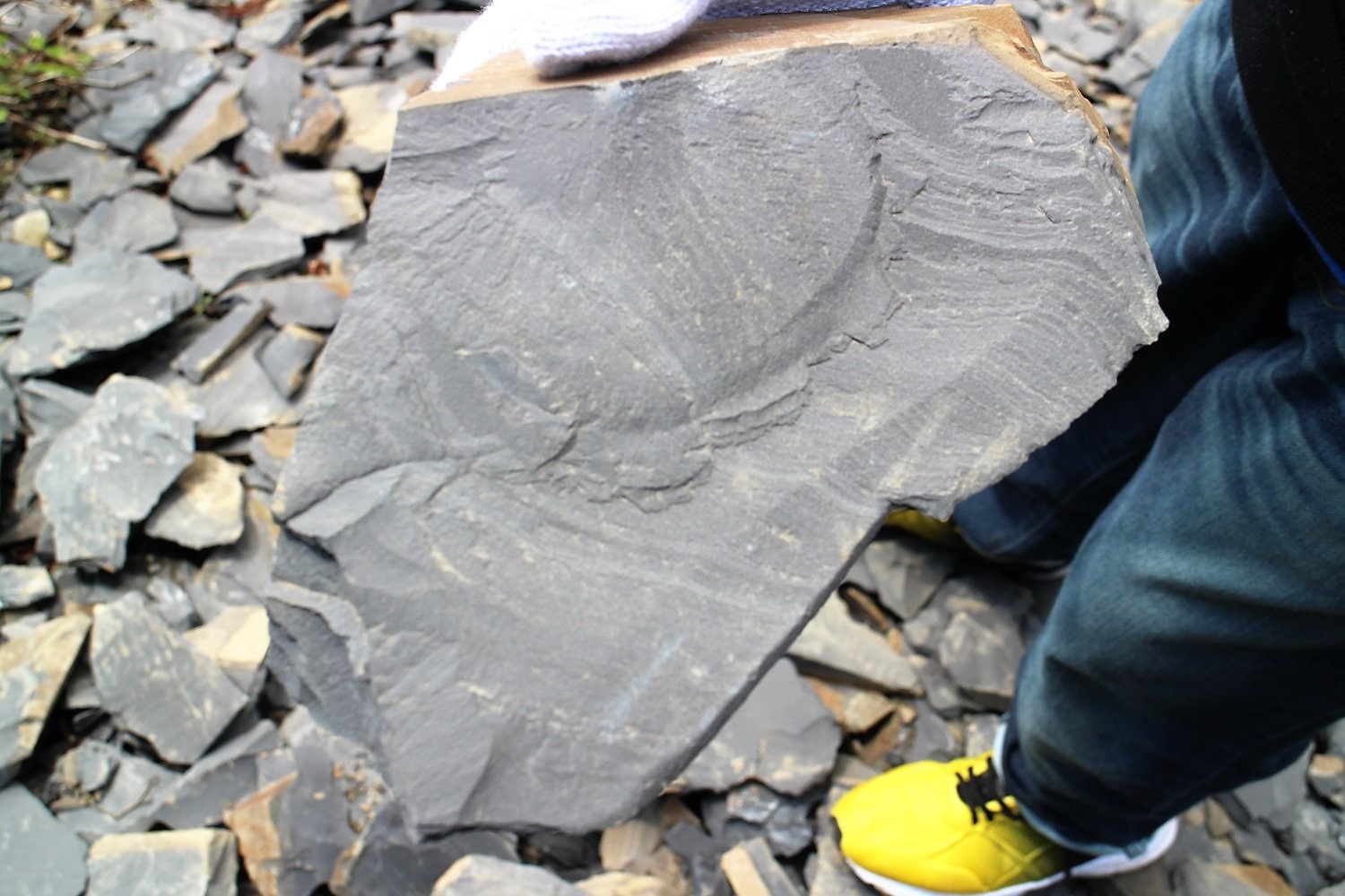 貝のような渦巻き模様の化石がくっきりと刻まれている灰色の石を持っている子どもの手元をアップで撮影した写真