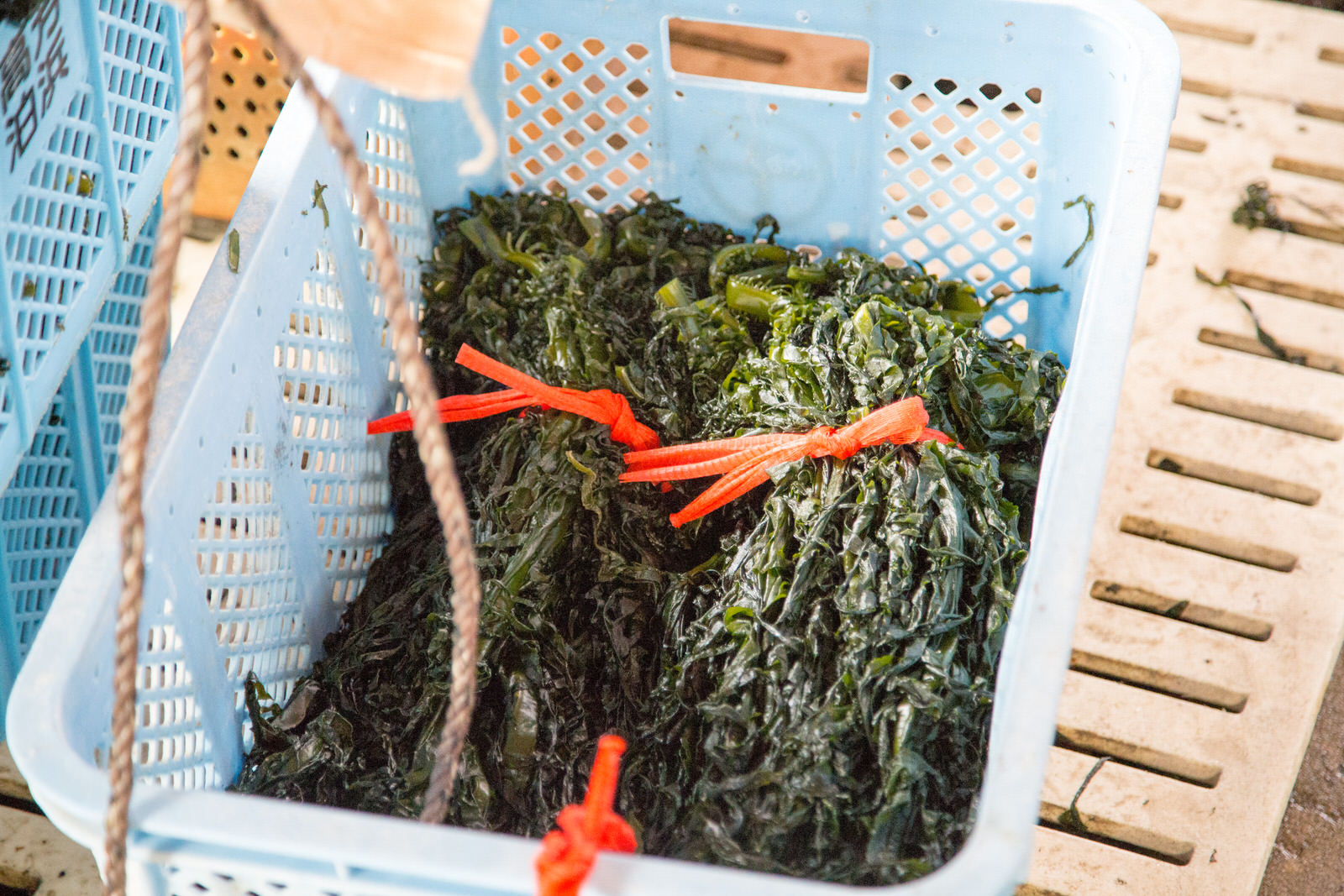 水色のかごの中にオレンジ色のひもで束ねた生わかめが入っている写真