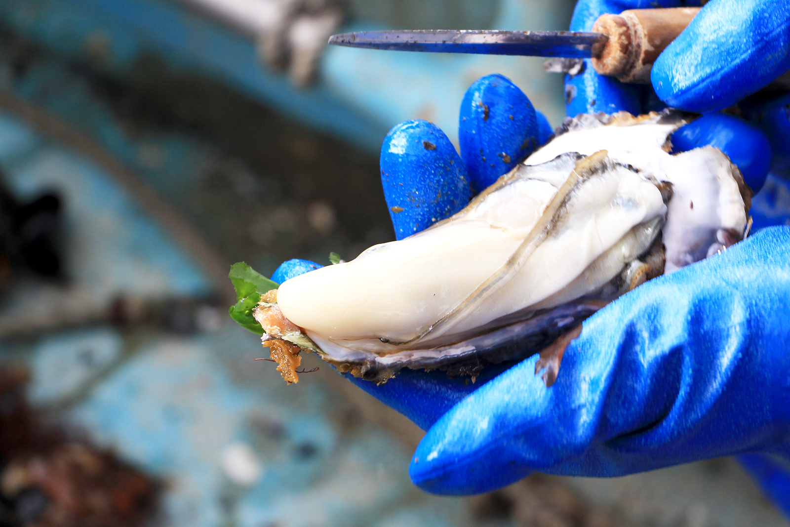 青いゴム手袋をつけた手でナイフで殻をとったカキを持っている写真