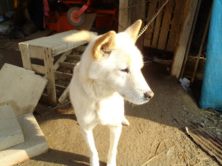 日なたに立つ白い犬のたろちゃんの写真