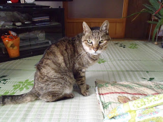 畳の上に座っているキジトラ猫のちょびちゃんの写真