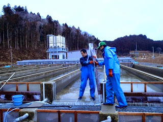 屋外にあるコンクリート製の長方形の水槽(いけす)がいくつも並んだ養殖場で2人の作業員が青い作業用カッパと長靴を身につけて長い透明なビニール袋のようなものを慎重に持ち上げている写真