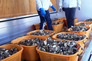 オレンジ色のカゴにたくさんの殻付き牡蠣が入れられ、作業員が準備をしている様子の写真
