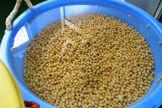 水が張られた青いプラスチック製の容器の中に黄色い大豆が浸されている様子の写真