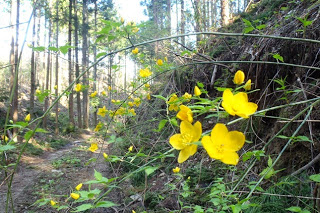スギ林に囲まれ、日差しが差し込む細い山道のそばに、黄色い花が咲き乱れている写真