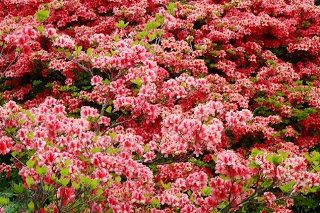 鮮やかな赤色が混ざったピンク色のツツジの花が一面に咲き誇っている様子を写した写真