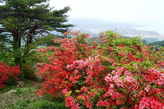 遠くに半島や海が見渡せる風景をバックに、木々の周りに咲く赤色が混ざった淡いピンク色のツツジの花を撮影した写真
