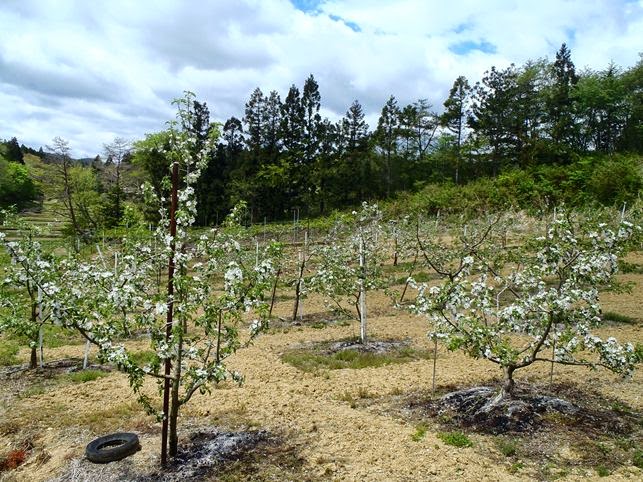 青空の下、周囲は林に囲まれ、傾斜のある広大な敷地内に、それぞれ白い花を咲かせた若いリンゴの木が規則的に並んでいるリンゴ畑の写真