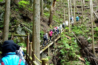 ところどころ木々が伐採されている斜面に設置された細く急な木製の階段を、一列になって登っている登山者の集団を後ろから撮影した写真