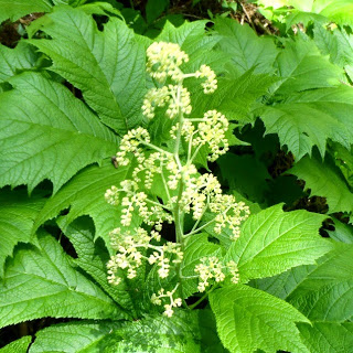 ギザギザした大きな葉の間に、小さなつぼみのような黄緑色の花が縦に連なって咲いている写真