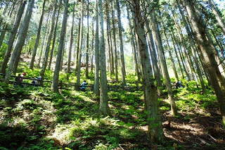 登山者が細い山道を進んでいる様子を、背の高い杉の木がまっすぐ伸びて立ち並ぶ山の急な斜面の下から撮影した写真