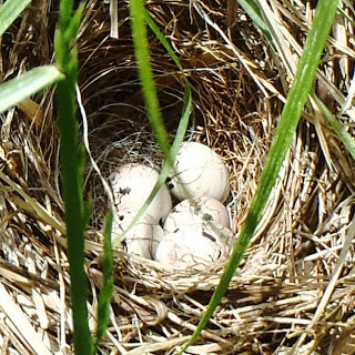 細い草の中にある鳥の巣に、白くて少しひび割れた卵が4つ並んでいる写真