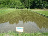 水を張った田んぼに整然と稲が植えられ、奥には森が広がっている初夏の風景の写真