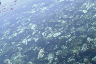 海面が透き通っており、水中の岩場にたくさんのウニが群れている様子がはっきりと見える写真