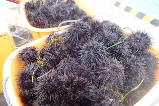 オレンジ色の容器に収穫された黒いトゲのあるウニがぎっしりと入れられている様子の写真