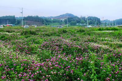 野原一面にシロツメクサやアカツメクサが広がり、遠くに山が見える風景の写真