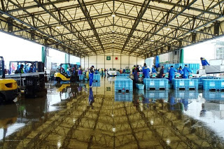 大きな屋根のある魚市場の建物内で、青い作業着を着た人々がフォークリフトや水色のコンテナを使って魚の荷下ろしや仕分け作業をしている魚市場の写真