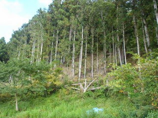 山の斜面にまっすぐ育った杉の木が整然と立ち並び、手前に低木と草地が広がっている写真