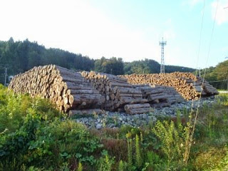 遠くに鉄塔と山が見える広い野外に、大量の丸太が整然と積み上げられている写真