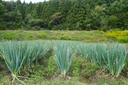 林に囲まれた畑に、緑の葉が元気よく伸びた長ねぎが何列にも植えられている写真