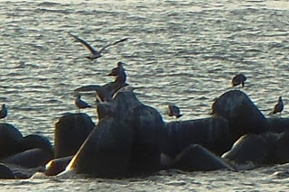 複数のウミネコが海岸沿いの防波堤の上に止まっていて、背景には穏やかな海が広がっている写真